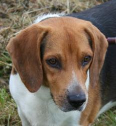 Male Red/Black/White Walker/Beagle
